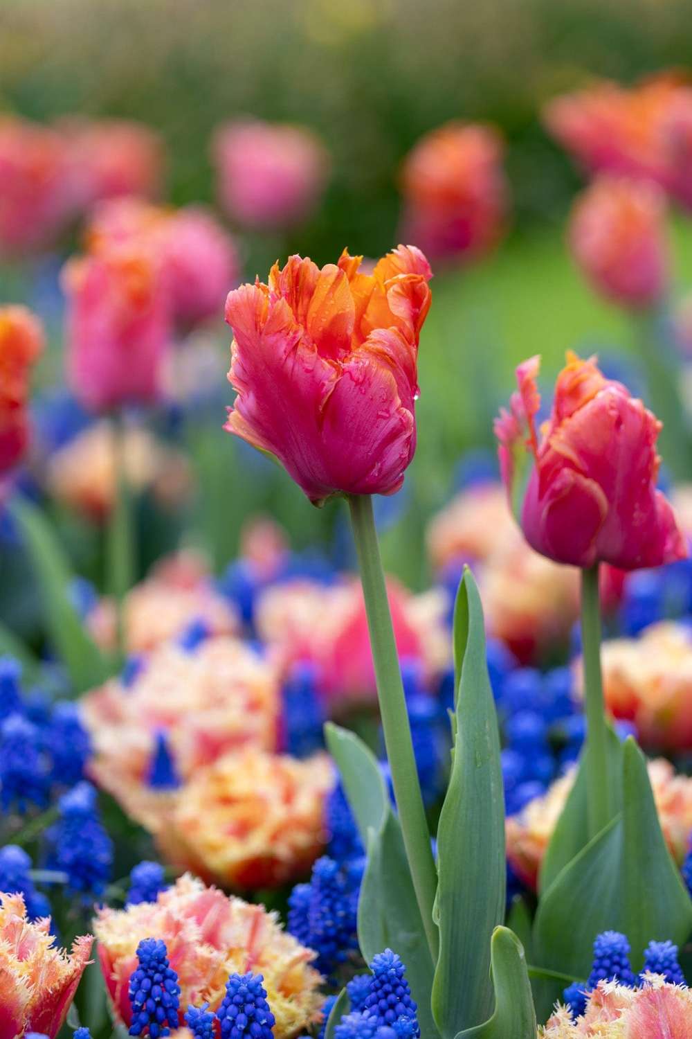 Løgblanding 'Amazing Ocean'